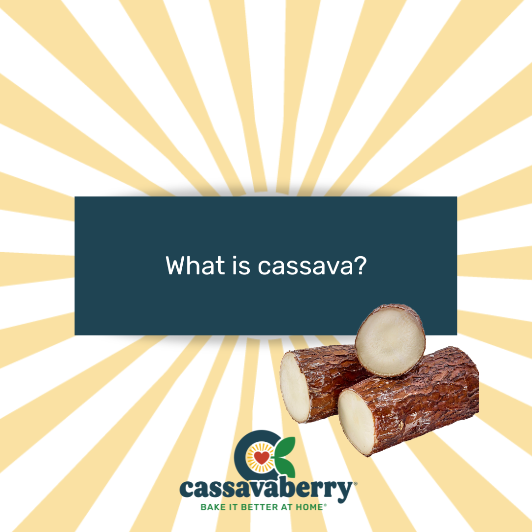 What is cassava? 3 cut cassava roots on a background with run rays.